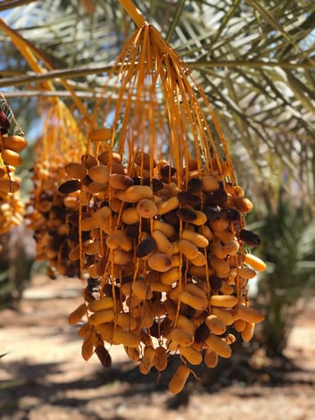 bunch of dates