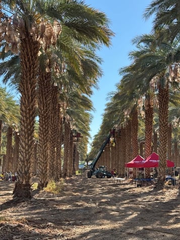 date grove