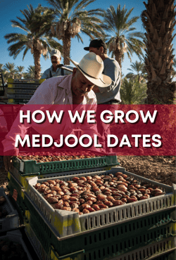 HOW WE GROW MEDJOOL DATES
