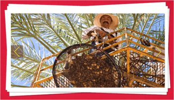 Medjool Date Harvest