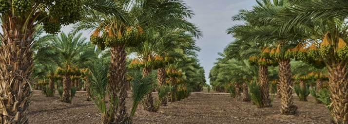 hero-15-date-trees-3-b