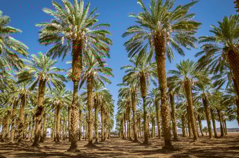 date trees