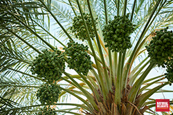 close up of a date tree