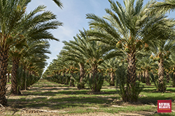 rows of date trees