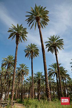 looking upwards at some date trees