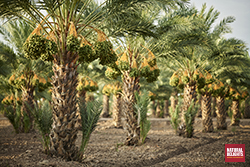 rows of date trees