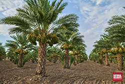 rows of date trees