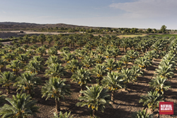 aerial view of a date farm