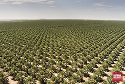 aerial view of a date farm