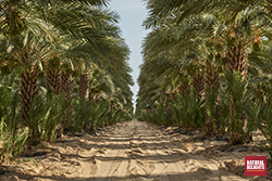 rows of date trees