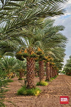 rows of date trees