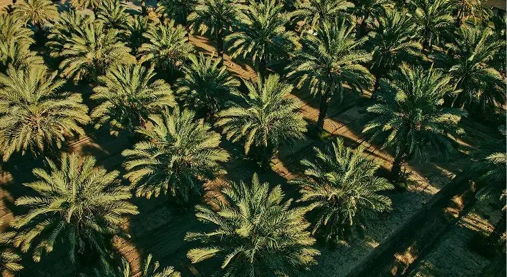 grow-harvest