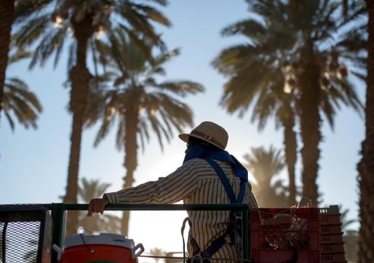 a farmer working on a date tree farm