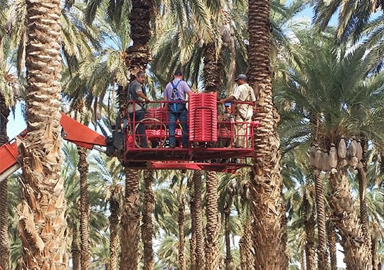 workers on a date farm