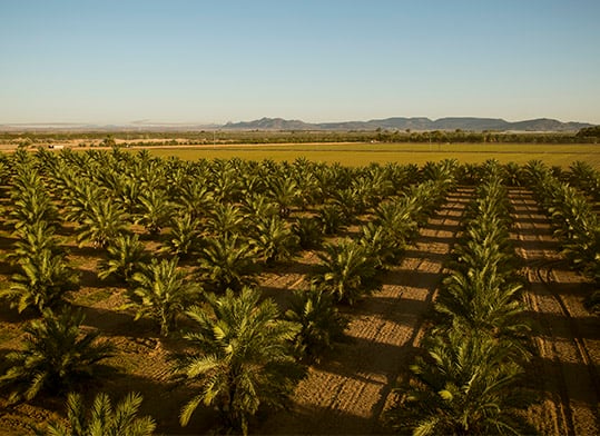 Date tree field