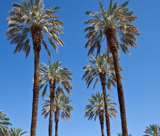 the original six Medjool date palm trees