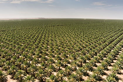 field of date trees