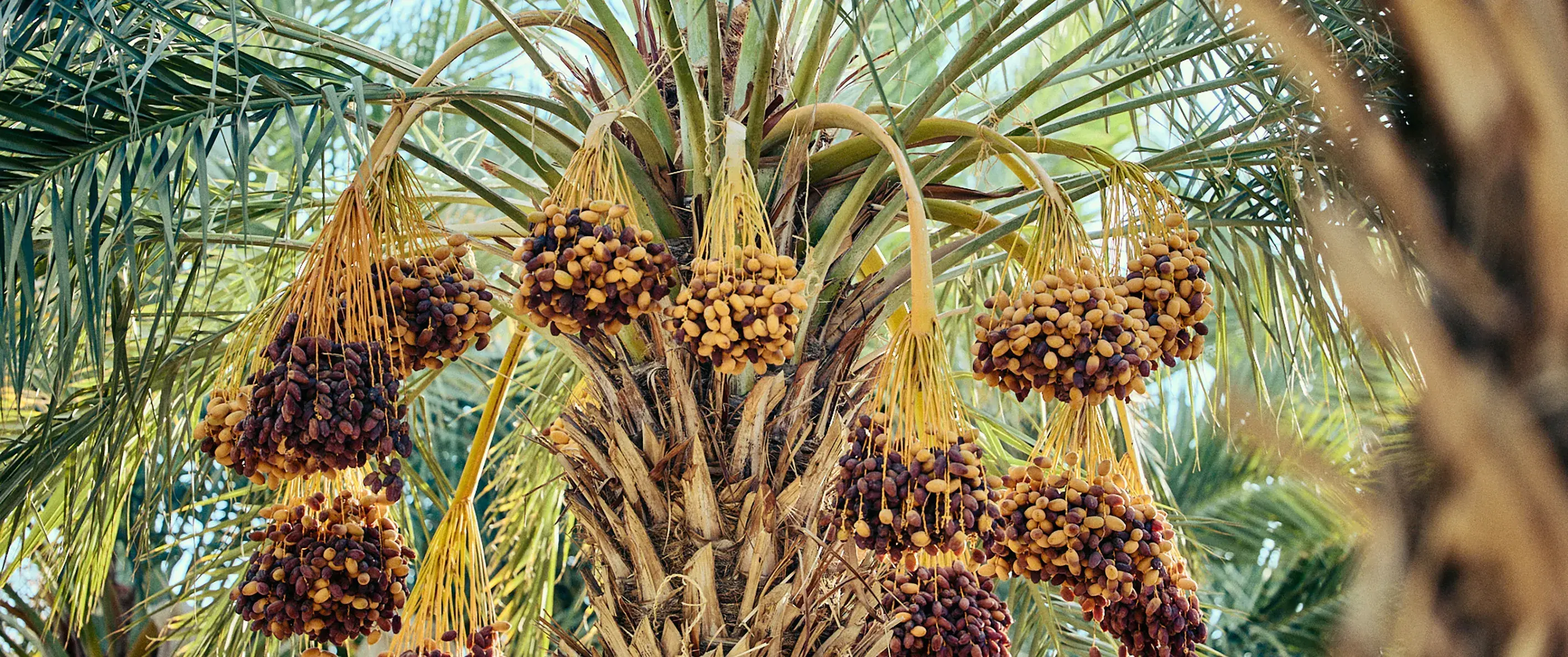 Natural-Delights_KHUDRI_Dates-2