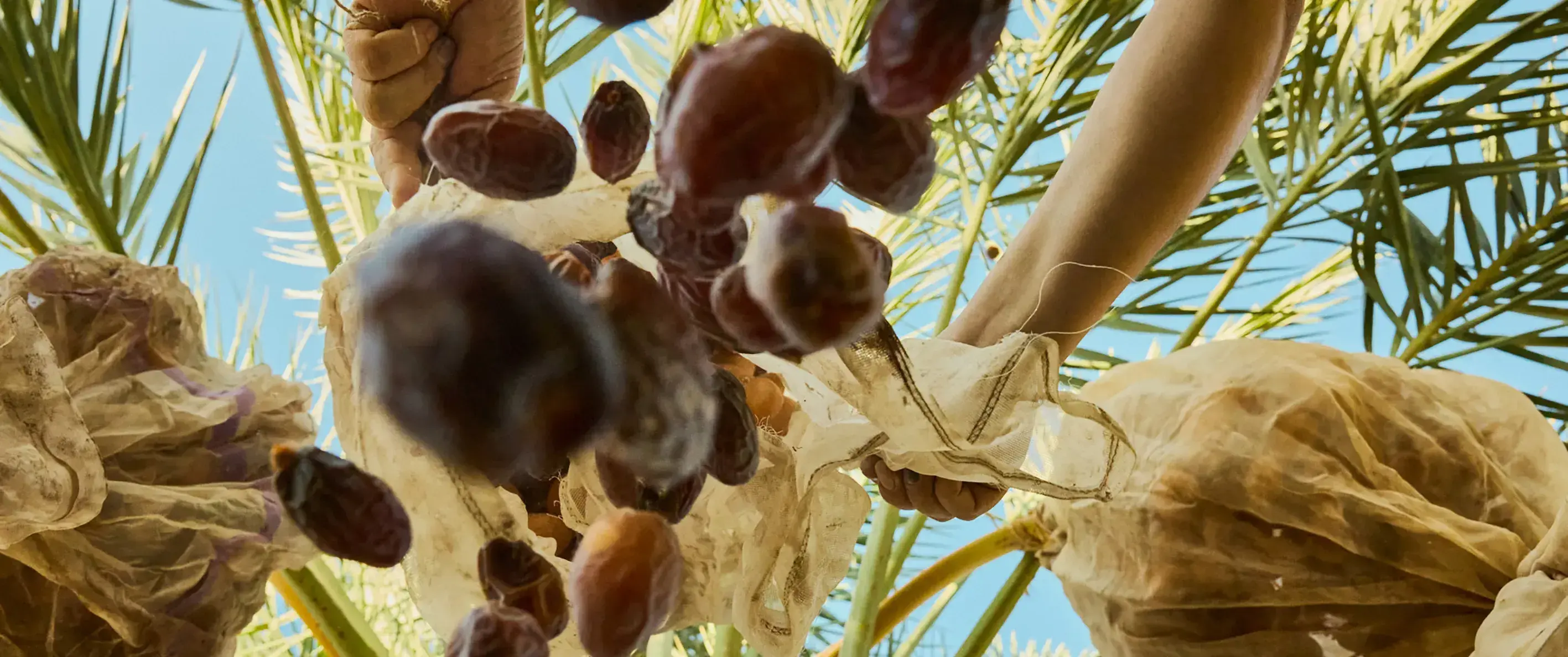 Natural-Delights_Sukkari_Dates-2